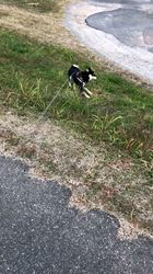 小山敏恵ブリーダーからお迎えした柴犬：京鳳虎次郎くん