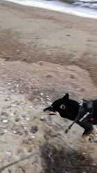 小山敏恵ブリーダーからお迎えした柴犬：京鳳虎次郎くん