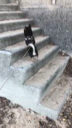 小山敏恵ブリーダーからお迎えした柴犬：京鳳虎次郎くん