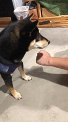 小山敏恵ブリーダーからお迎えした柴犬：京鳳虎次郎くん