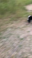 小山敏恵ブリーダーからお迎えした柴犬：京鳳虎次郎くん