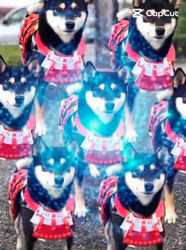 小山敏恵ブリーダーからお迎えした柴犬：京鳳虎次郎くん