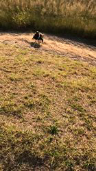 小山敏恵ブリーダーからお迎えした柴犬：京鳳虎次郎くん