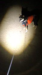 小山敏恵ブリーダーからお迎えした柴犬：京鳳虎次郎くん