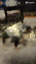 小山敏恵ブリーダーからお迎えした柴犬：京鳳虎次郎くん