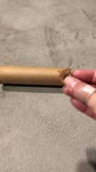 小山敏恵ブリーダーからお迎えした柴犬：京鳳虎次郎くん