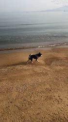 小山敏恵ブリーダーからお迎えした柴犬：京鳳虎次郎くん