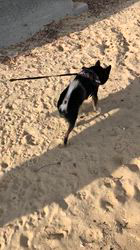 小山敏恵ブリーダーからお迎えした柴犬：京鳳虎次郎くん