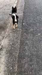 小山敏恵ブリーダーからお迎えした柴犬：京鳳虎次郎くん