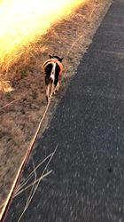 小山敏恵ブリーダーからお迎えした柴犬：京鳳虎次郎くん