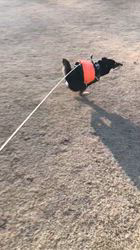 小山敏恵ブリーダーからお迎えした柴犬：京鳳虎次郎くん