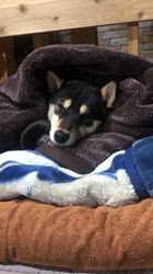 小山敏恵ブリーダーからお迎えした柴犬：京鳳虎次郎くん