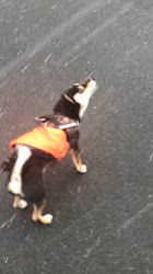 小山敏恵ブリーダーからお迎えした柴犬：京鳳虎次郎くん