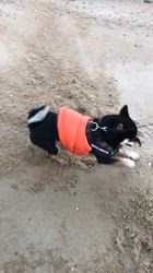 小山敏恵ブリーダーからお迎えした柴犬：京鳳虎次郎くん