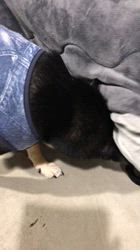 小山敏恵ブリーダーからお迎えした柴犬：京鳳虎次郎くん