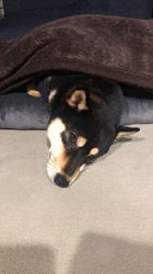 小山敏恵ブリーダーからお迎えした柴犬：京鳳虎次郎くん