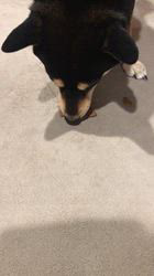 小山敏恵ブリーダーからお迎えした柴犬：京鳳虎次郎くん