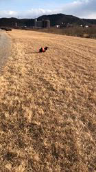 小山敏恵ブリーダーからお迎えした柴犬：京鳳虎次郎くん