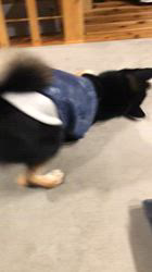 小山敏恵ブリーダーからお迎えした柴犬：京鳳虎次郎くん