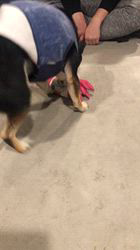 小山敏恵ブリーダーからお迎えした柴犬：京鳳虎次郎くん