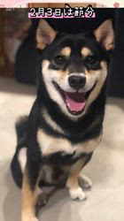 小山敏恵ブリーダーからお迎えした柴犬：京鳳虎次郎くん