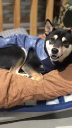 小山敏恵ブリーダーからお迎えした柴犬：京鳳虎次郎くん