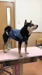 小山敏恵ブリーダーからお迎えした柴犬：京鳳虎次郎くん