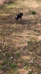 小山敏恵ブリーダーからお迎えした柴犬：京鳳虎次郎くん