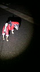 小山敏恵ブリーダーからお迎えした柴犬：京鳳虎次郎くん