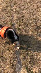 小山敏恵ブリーダーからお迎えした柴犬：京鳳虎次郎くん