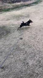 小山敏恵ブリーダーからお迎えした柴犬：京鳳虎次郎くん