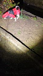 小山敏恵ブリーダーからお迎えした柴犬：京鳳虎次郎くん