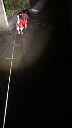 小山敏恵ブリーダーからお迎えした柴犬：京鳳虎次郎くん