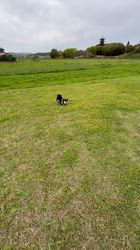 小山敏恵ブリーダーからお迎えした柴犬：京鳳虎次郎くん