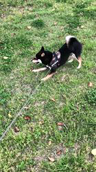 小山敏恵ブリーダーからお迎えした柴犬：京鳳虎次郎くん