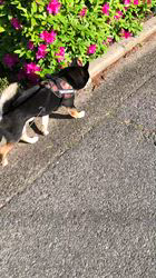 小山敏恵ブリーダーからお迎えした柴犬：京鳳虎次郎くん