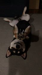 小山敏恵ブリーダーからお迎えした柴犬：京鳳虎次郎くん