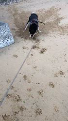 小山敏恵ブリーダーからお迎えした柴犬：京鳳虎次郎くん