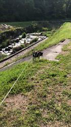 小山敏恵ブリーダーからお迎えした柴犬：京鳳虎次郎くん