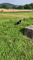 小山敏恵ブリーダーからお迎えした柴犬：京鳳虎次郎くん