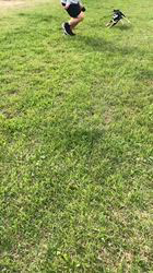 小山敏恵ブリーダーからお迎えした柴犬：京鳳虎次郎くん