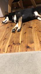 小山敏恵ブリーダーからお迎えした柴犬：京鳳虎次郎くん