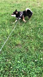 小山敏恵ブリーダーからお迎えした柴犬：京鳳虎次郎くん