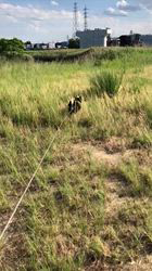 小山敏恵ブリーダーからお迎えした柴犬：京鳳虎次郎くん