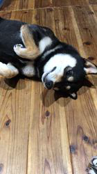 小山敏恵ブリーダーからお迎えした柴犬：京鳳虎次郎くん