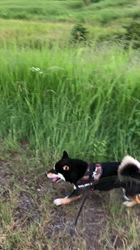 小山敏恵ブリーダーからお迎えした柴犬：京鳳虎次郎くん