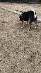 小山敏恵ブリーダーからお迎えした柴犬：京鳳虎次郎くん
