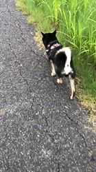 小山敏恵ブリーダーからお迎えした柴犬：京鳳虎次郎くん