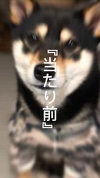 小山敏恵ブリーダーからお迎えした柴犬：京鳳虎次郎くん
