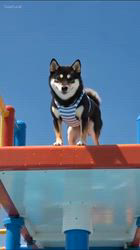 小山敏恵ブリーダーからお迎えした柴犬：京鳳虎次郎くん